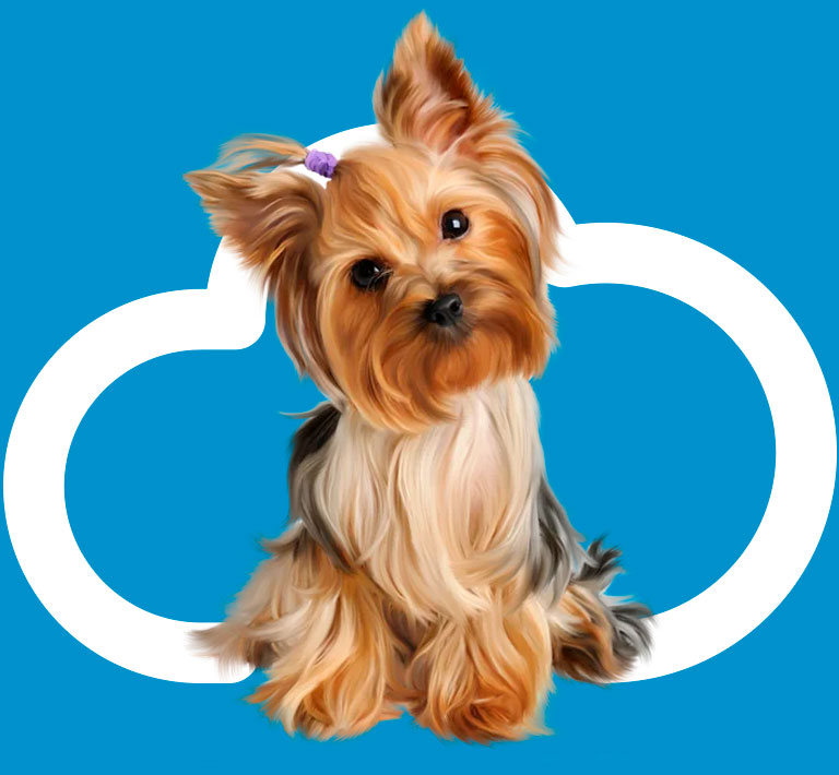 cachorro-teleradiologia